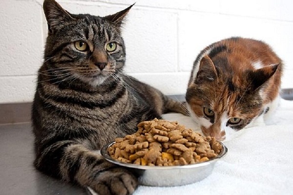 cách trị mèo biếng ăn