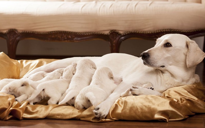 chăm sóc chó mẹ sau sinh