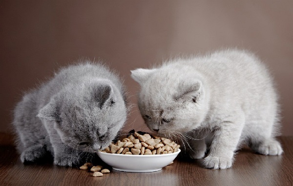 tập cho mèo con ăn hạt