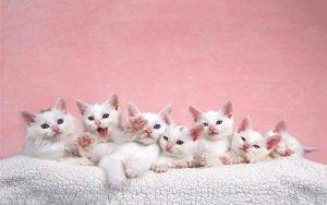 cách chăm sóc mèo con mới đẻ