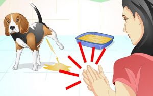 cách dạy chó đi vệ sinh đúng chỗ
