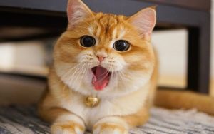 mèo ăn tôm có được không
