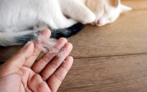 mèo bị rụng lông