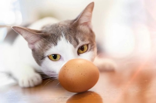 mèo có ăn trứng được không