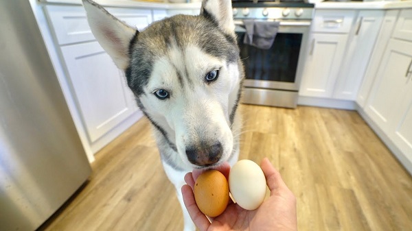 chó ăn trứng gà sống
