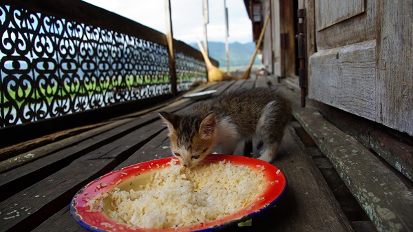 mèo ăn cơm có tốt không