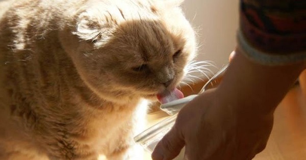 mèo có ăn được sữa chua không