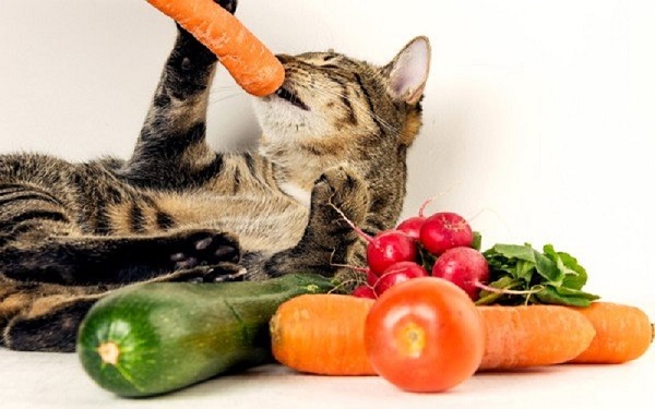 mèo thích ăn gì nhất
