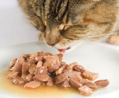 mèo thích ăn pate