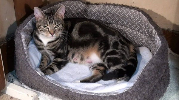 mèo mang thai