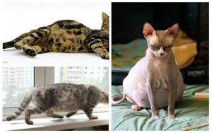dấu hiệu mèo sắp đẻ