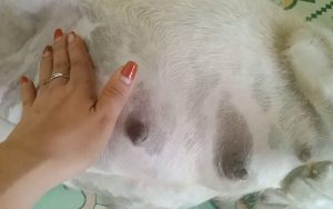dấu hiệu chó sắp đẻ