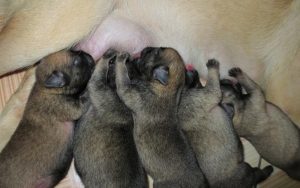 chó con mấy ngày mở mắt
