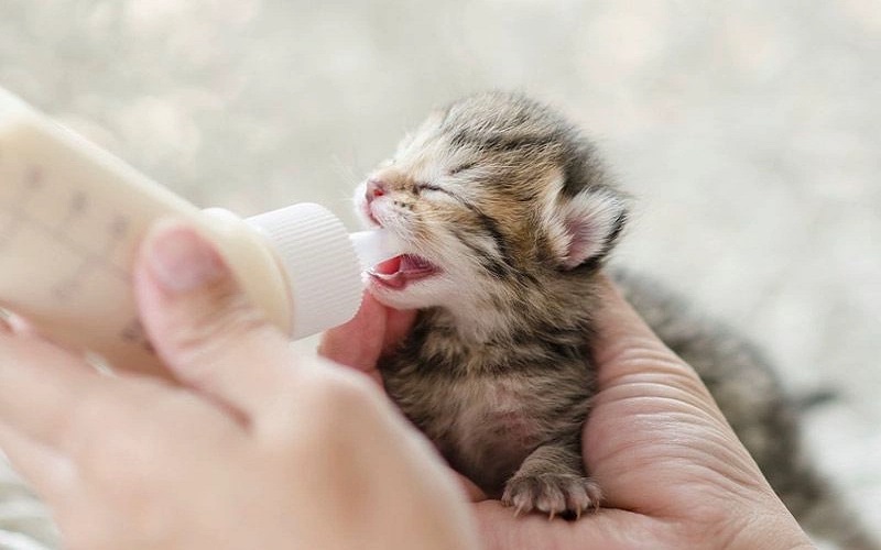 mèo con uống sữa