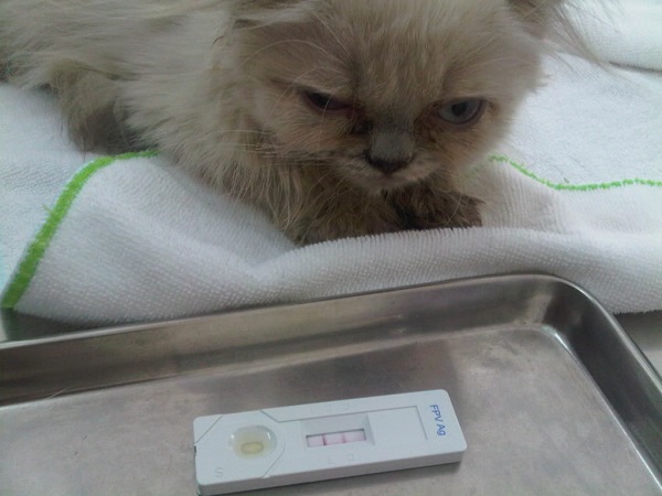 test bệnh giảm bạch cầu ở mèo