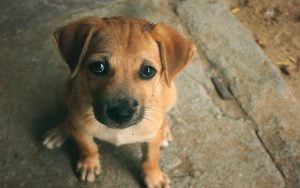 chó bị sổ mũi