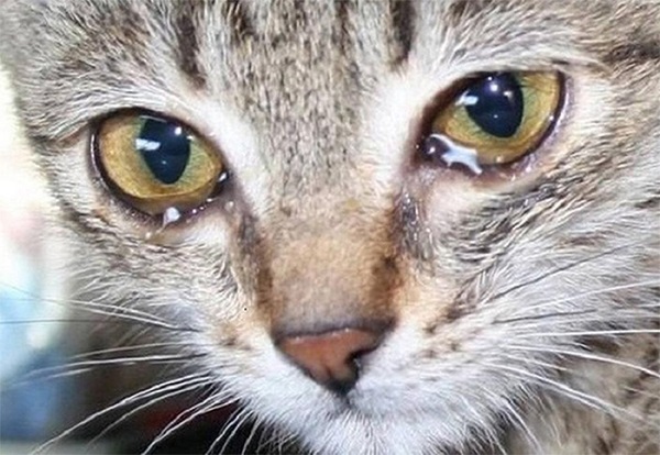chữa trị mèo bị đau mắt